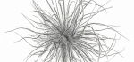 17 Anemone Seedhead by John Humphrey