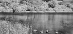 23 The Reservoir Ir by Philip Byford