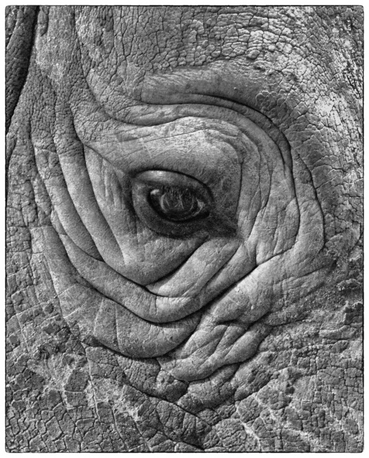 12 The Eye Of The Rhino by Hilary Moore