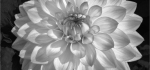 05 Medium Decorative Dahlia by Brian Howard