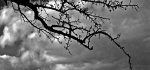 06 Hawthorn In The Meadow by Ian Shaw