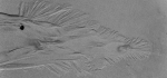 32 Sand Impressions by Peter Cotton