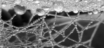 33 Cobwebs In The Frost by Sue Case