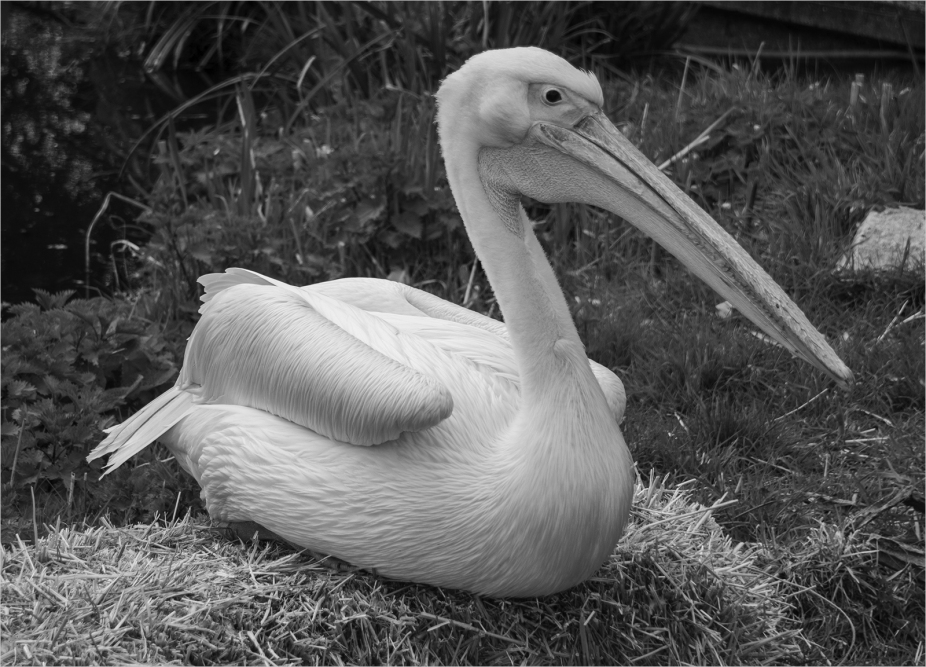 20 Pelican by Brian Howard