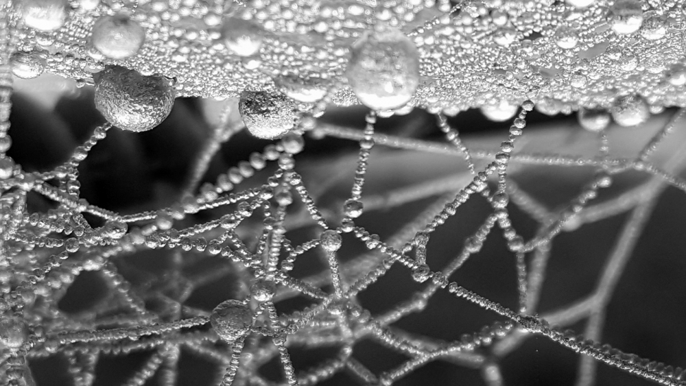 33 Cobwebs In The Frost by Sue Case