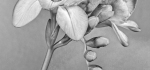 10 Freesia by John Humphrey
