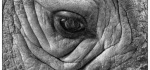 12 The Eye Of The Rhino by Hilary Moore