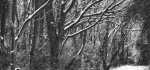 17 Snowy Track by Mike Mitchell