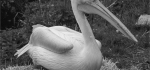 20 Pelican by Brian Howard