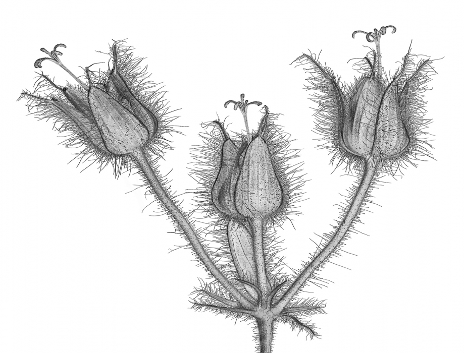 06 Geranium Seedhead by John Humphrey