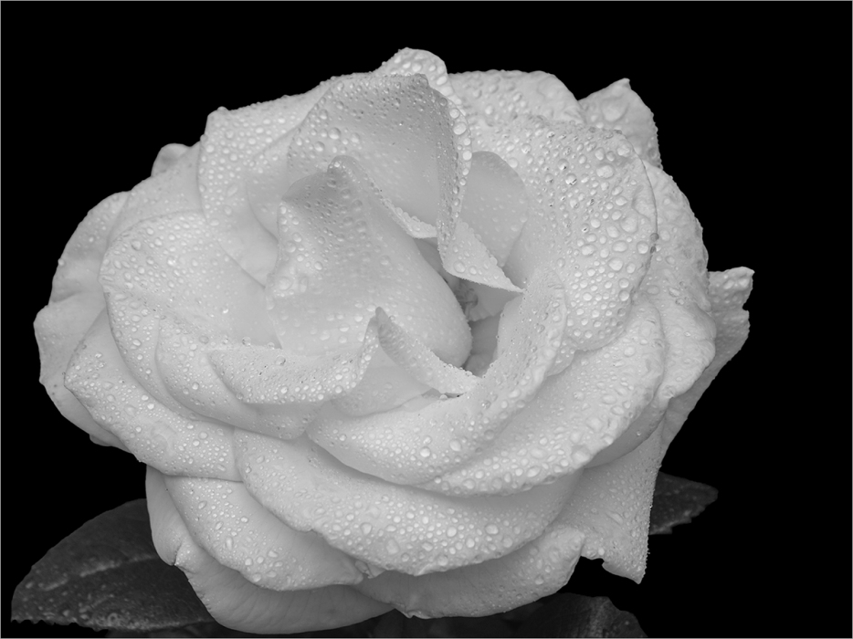 16 White Rose After The Rain by Brian Howard