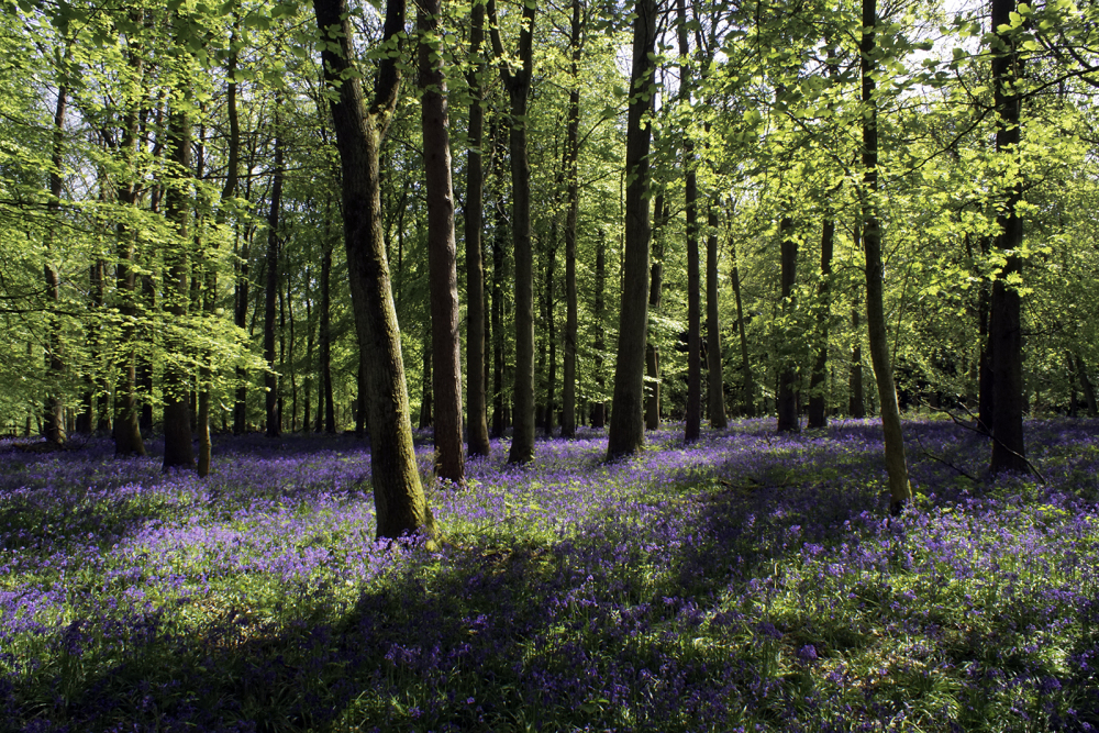 26 Bluebell Wood by Brian Howard