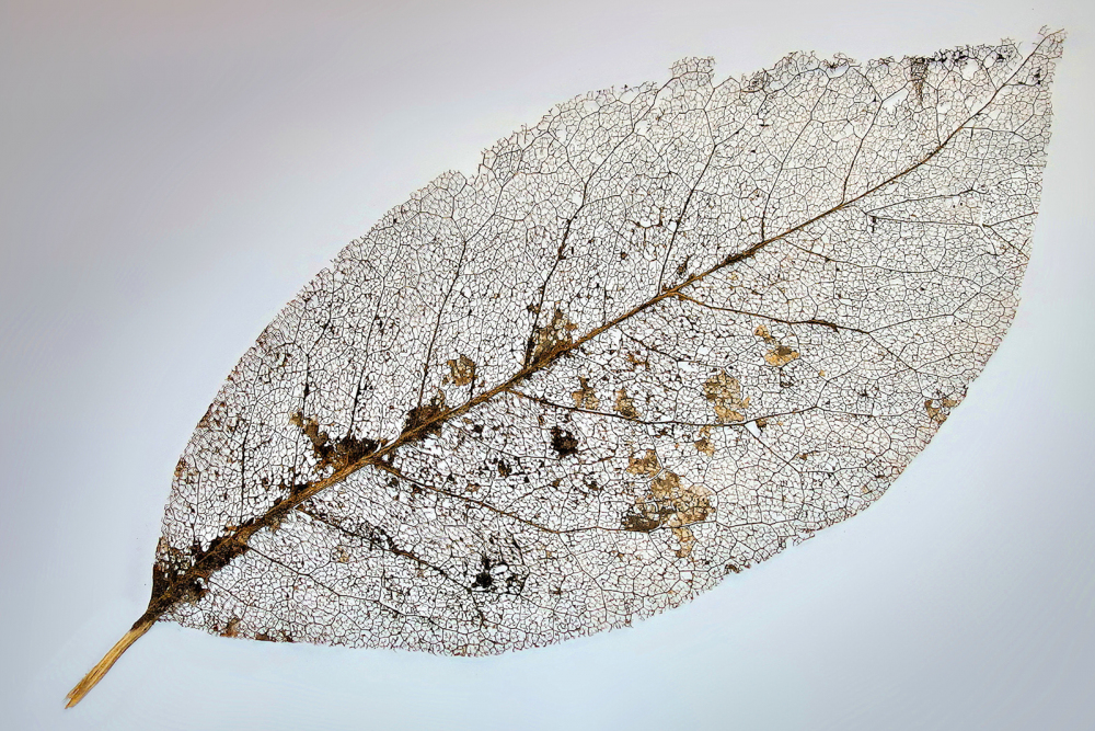 14 Decayed Leaf by Philip Byford