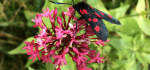 03 Six Spot Burnet Moth Feeding by Hilary Moore