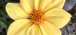08 Sissinghurst Dahlia by Emyr Williams