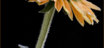 09 Echinacea by John Marshall