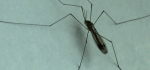 11 Daddy Long Legs by Peter Cotton