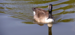 15 Goose Encounter by Ully Jorimann