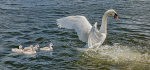 17 Protecting Her Family by Linda van Geene
