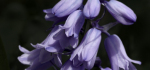 18 Bluebells by Brian Howard