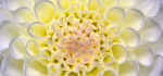 32 Pastel Dahlia by Ully Jorimann