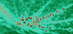 24 Waterdrops On Leaf by Ian Shaw