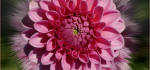 28 Dahlia by Richard Anthony