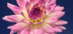 Waterlily Dahlia by Ully Jorimann