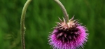 Droopy Thistle by Ully Jorimann