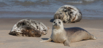 1st CP 2023-10-30.Pref 02.  Score ???/20."Seals at Horsey Gap"Seals on Horsey Gap beach - sharp image!