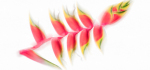 3rd CP 2024-02-19.
Pref 02.  Score ???/20.
"Shining Bird Of Paradise".