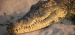 2nd CP 2025-01-06.
Pref 01.  Score ???/20.
"Basking In The Last Sun Of The Day"
Crocodile getting the last rays of the day