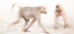 1st CP 2024-10-28.
Pref 02.  Score ???/20.
"ICM at 1/6 second with no post-procesing".
Baboons.
