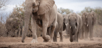 2nd CP 2025-01-06.
Pref 02.  Score ???/20.
"Matriach Leads Her Herd To Water"
