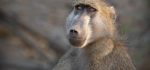 3rd CP 2026-02-16.
Pref 02.  Score ???/20.
"Baboon in Chobe, Botswana"