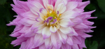 3rd CP 2026-02-16.
Pref 01.  Score ???/20.
"Dahlia"