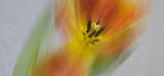 4th CP 2026-04-13.
Pref 02.  Score ???/20.
"Nature's Colours (Tulip)