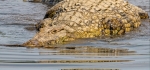 Anyone seen Captain Hook by David Henson