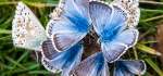 Chalk hill blue flower by Colin Drake