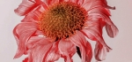 Chrysanthemum by Richard Anthony