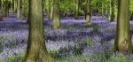 Dockey Wood by Vicky Sinclair