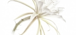Epiphyllum cactus by John Humphrey