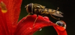 Hoverfly on crocosmia by Richard Anthony