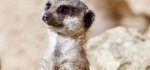 Meerkat by Graham Hutchinson