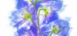 Pressed delphinium by John Humphrey