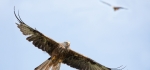 Red kite soaring by Rob Harley