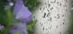 Rainy day by Vicky Sinclair