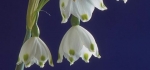 Snowflake by John Marshall