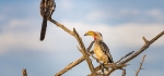Yellow Billed Hornbills by David Henson