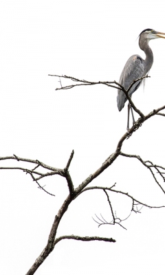 Tricoloured heron by John Humphrey